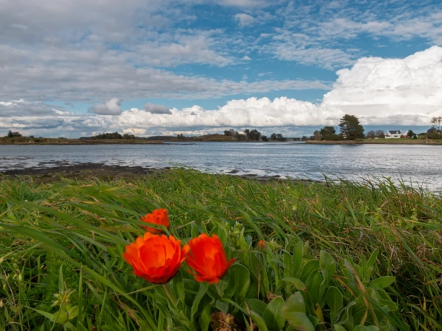 Stage photo faune et flore en Bretagne – Photographiez la nature bretonne sous un nouvel angle