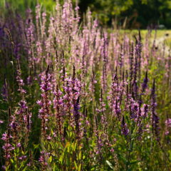 Flore sauvage bordant l’étang du Beauché de Carentoir, richesse de la flore bretonne