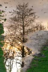 Jeu d’ombres et de lumières à travers la forêt bordant l’étang du Beauché