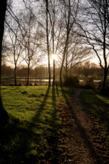 Éclats de lumière filtrant à travers les arbres bordant l’étang du Beauché
