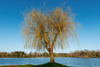 Saule pleureur se dressant sur les rives de l’étang du Beauché