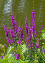 Flore sauvage colorée bordant l’étang du Beauché de Carentoir, richesse de la flore bretonne