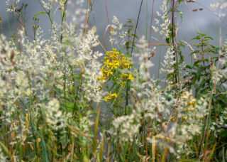 Flore sauvage qui borde l’étang du Beauché, richesse de la flore bretonne