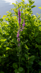 Flore sauvage bordant l’étang du Beauché de Carentoir, richesse de la flore bretonne