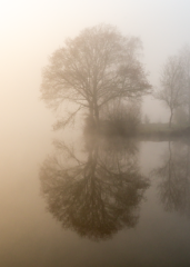 Jeu d’ombres et de lumières à travers les arbres bordant l’étang du Beauché