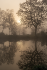 Jeu d’ombres et de lumières à travers les arbres bordant l’étang du Beauché