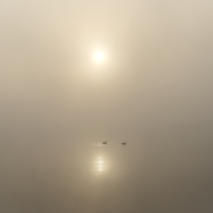 Canards traversant l’étang du Beauché dans la brume