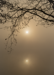 Jeu d’ombres et de lumières à travers les arbres bordant l’étang du Beauché