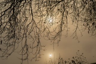Jeu d’ombres et de lumières à travers les arbres bordant l’étang du Beauché