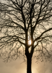 Jeu d’ombres et de lumières à travers les arbres bordant l’étang du Beauché