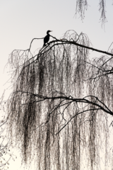 Cormoran noir dans un bouleau au bord de l’étang du Beauché