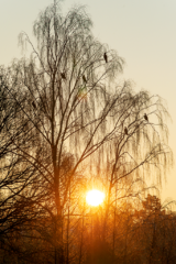 Silhouettes de cormorans au lever du soleil sur l’étang du Beauché