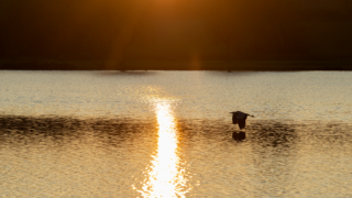 Vol d’un héron cendré au-dessus des reflets dorés du coucher de soleil