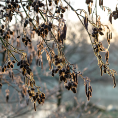 Éclats de givre sur la végétation en bordure de l’étang du Beauché