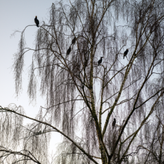 Cormorans perchés dans un bouleau, observation matinale sur l’étang du Beauché