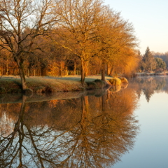 Reflets dorés du lever du soleil sur les eaux calmes de l’étang du Beauché