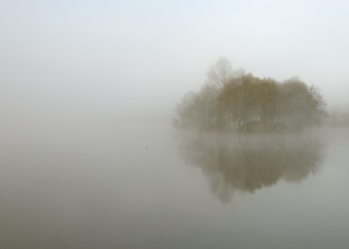 Silhouettes d’arbres dans la brume, ambiance onirique en Bretagne