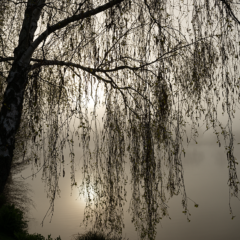 Jeu d’ombres et de lumières à travers les aulnes bordant l’étang du Beauché