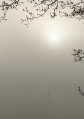 Vol d’un héron cendré au-dessus des reflets dorés du coucher de soleil, étang du Beauché à Carentoir