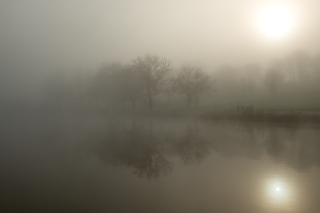 Silhouettes d’arbres dans la brume, ambiance onirique en Bretagne