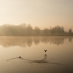 Canards en plein envol sur l’étang du Beauché un matin d’hiver